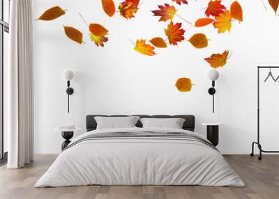 autumn colored fall leaf isolated on transparent background overlay texture Wall mural