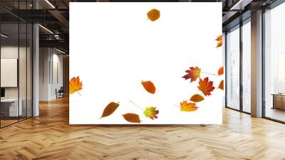 autumn colored fall leaf texture on transparent background overlay Wall mural