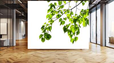 fresh green tree branch with green leaves in sunshine isolated on transparent background, natural lush foliage in spring texture overlay decoration Wall mural