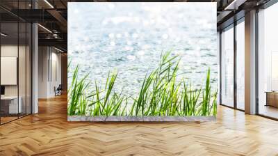 green reed grasses in sunshine lakeside with wooden jetty, product presentation space on empty rustic planks in front of blurred water background Wall mural