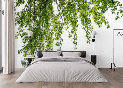 tree branch with green lush foliage in sunshine isolated on transparent background, natural texture overlay decoration of natural leaves Wall mural