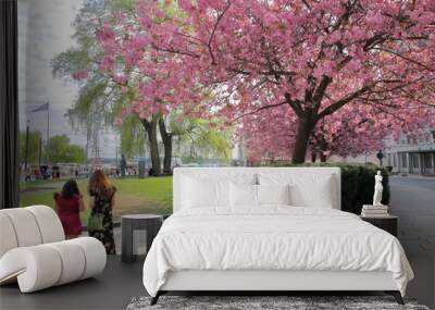 Pink blooming cherry tree in Oslo center, Norway, spring time, two girls stand together, in background grass, people, buildings Wall mural