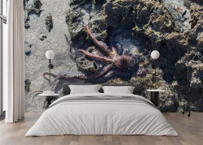 coconut octopus underwater portrait
 Wall mural