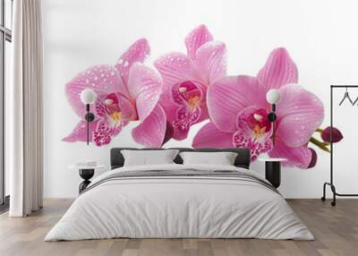 Pink orchid  on transparent background.  Wall mural