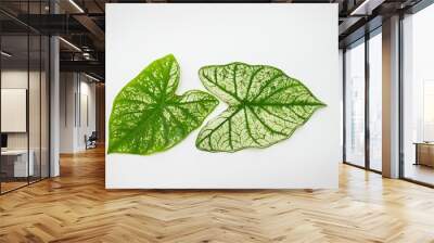 green and white caladium leaf isolated on white background Wall mural