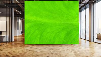 Closeup nature view of green leaf texture background. Wall mural