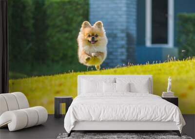 Cute puppies Pomeranian Mixed breed Pekingese dog run on the grass with happiness Wall mural