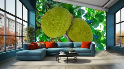 two jackfruit large on the tree Wall mural