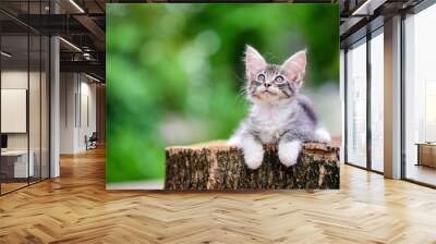 Close up an adorable silver blue kitten sitting on a wooden log blurry background by green garden. Gray-white cat in outdoor looking something. Wall mural