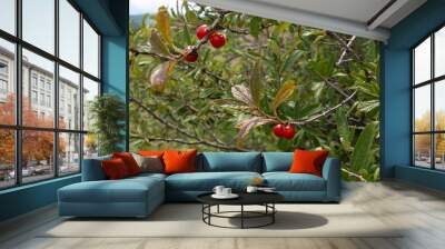 Juicy red berries on a branch. Willow leaf cherry. Prunus incana Wall mural