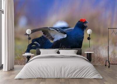 a blue bird with a red head in tall grass, near other birds Wall mural