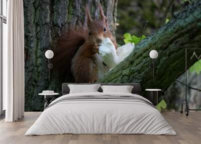 A close-up of a red squirrel eating a mushroom on a tree trunk in a forest. Wall mural