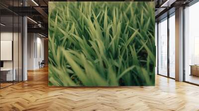 a close up shot of tall grass on the ground with weeds Wall mural