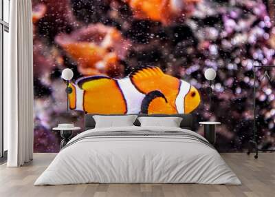 a clown fish floating next to other fishes in an aquarium Wall mural