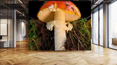 a large mushroom with orange and white cap next to grass Wall mural