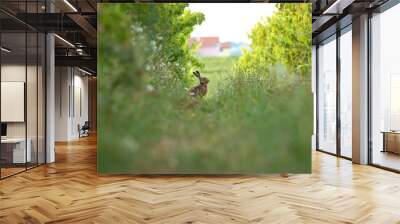 A rabbit in a green field Wall mural