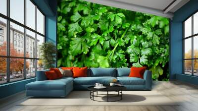 Beautiful closeup of a fresh green parsley Wall mural