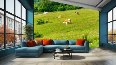 Beautiful shot of a herd of cows in a green field during the day Wall mural