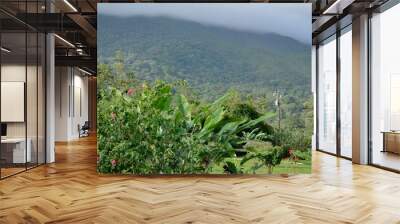 Beautiful view of green trees and a forest on a hill in the background Wall mural