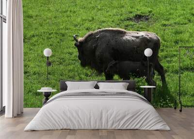 Bison and its calf grazing in a green meadow on a sunny day. Wall mural