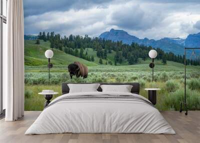 Bison grazing in a lush green meadow with mountains in the background in Yellowstone national park Wall mural