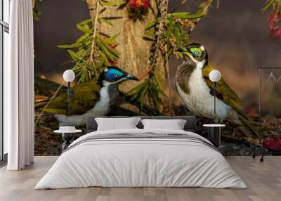 Blue-faced Honeyeater birds perched on a tree branch Wall mural