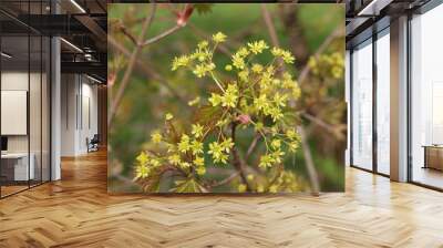 Branch with Florescence and Young Leaves of Norway Maple (Acer platanoides) Wall mural