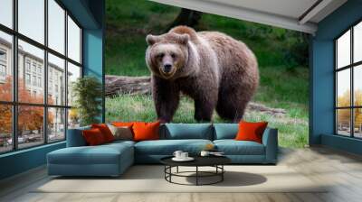 Brown bear standing on green grass in a forest Wall mural