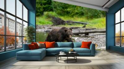 Brown bear wading through a river in a forest. Wall mural