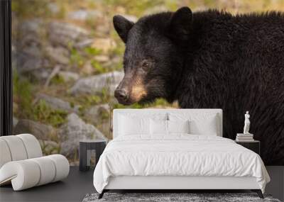 Close-up of a black bear in the wild with a blurred green forest background Wall mural