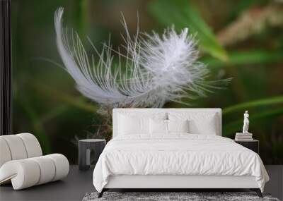 Close-up of a delicate white feather caught on a spiky plant in a green natural background Wall mural