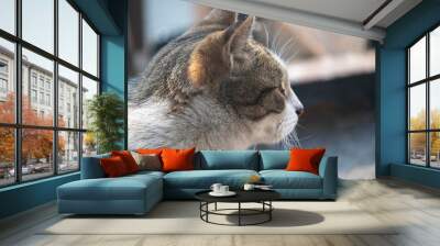 Close-up of a domestic cat with a blurred background, focusing on its profile and whiskers Wall mural