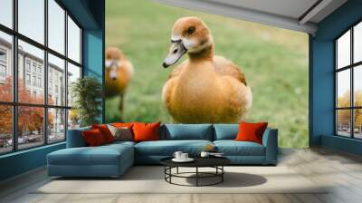 Close-up of a duck standing on grass in a park with blurred background. Wall mural