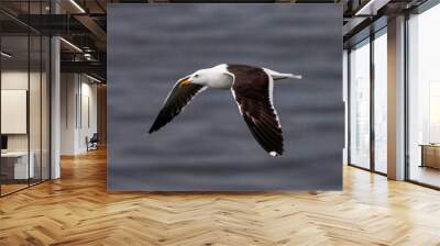 Close-up of a seagull in flight over a calm sea with its wings spread wide Wall mural