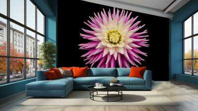 Close-up of a vibrant pink and white dahlia flower against a black background Wall mural