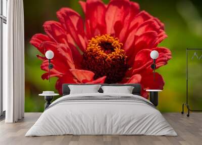 Close-up of a vibrant red flower in full bloom. Wall mural