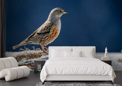 Close-up of an alpine accentor perched on a snowy ground with grass Wall mural