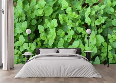 Close up of mint plant leaves Wall mural