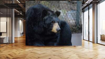 Closeup of a black bear in a zoo Wall mural