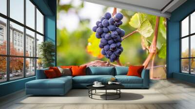 Closeup of a fresh ripe delicious bunch of grapes hanging on a vine at a vineyard Wall mural