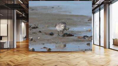 closeup of a red knot bird looking for food at the beach with a blurry background Wall mural