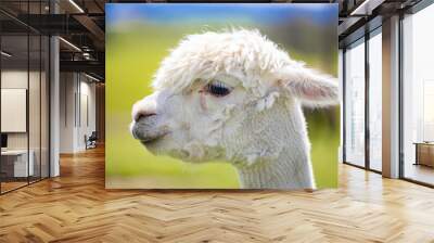 Closeup of a white alpaca in a green field in New Zealand Wall mural