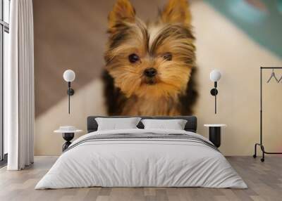 Closeup of an adorable little Yorkshire Terrier puppy with fluffy brown fur looking at the camera Wall mural