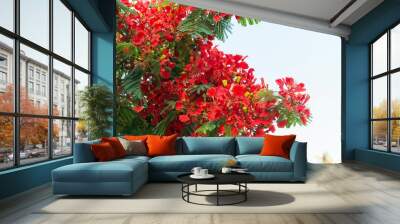 Closeup of vibrant red flowers of a flamboyant tree in full bloom on a sunny spring day Wall mural