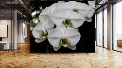 Closeup of white orchid flowers growing in a green park Wall mural