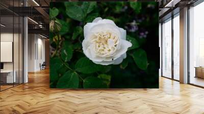 Closeup shot of a white flower in the green garden. Wall mural