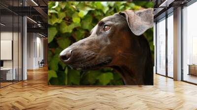 Closeup shot of an adorable dark brown dog face Wall mural