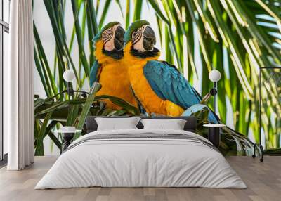 Closeup shot of two blue macaw birds perched on a palm tree branch Wall mural