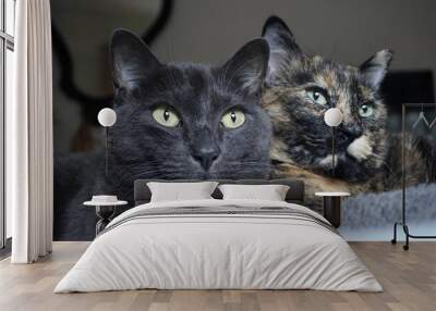 Closeup shot of two cats sitting comfortably next to each other Wall mural