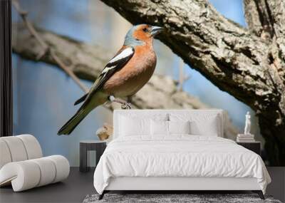 Beautiful selective focus shot of a Finch bird perched on a tree branch under the sun Wall mural